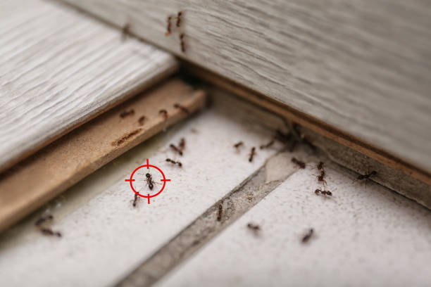 Best Pest Removal Services  in Winchester, IL