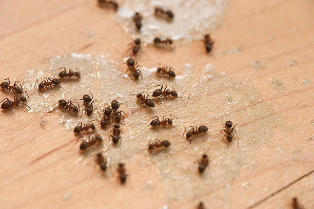 Best Residential Pest Control  in Winchester, IL