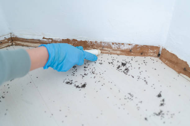 Best Spider Control Near Me  in Winchester, IL