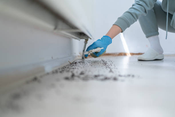 Best Spider Control Near Me  in Winchester, IL